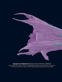 Семена и зерна. Иллюстрированный атлас — фото, картинка — 13