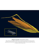 Семена и зерна. Иллюстрированный атлас — фото, картинка — 15