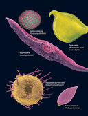 Семена и зерна. Иллюстрированный атлас — фото, картинка — 7