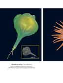 Семена и зерна. Иллюстрированный атлас — фото, картинка — 9