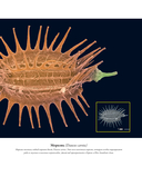 Семена и зерна. Иллюстрированный атлас — фото, картинка — 10