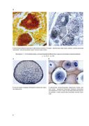 Гистология, цитология и эмбриология. Атлас учебных препаратов — фото, картинка — 8
