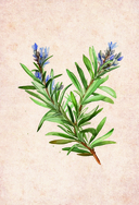 Эфирные масла. Эмоциональная ароматерапия женской судьбы — фото, картинка — 6