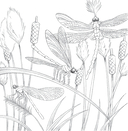 В объятиях природы. Раскрашиваем обаятельные иллюстрации животных и птиц — фото, картинка — 6