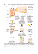 Коллаген, эластин, гиалуроновая кислота в молекулярной косметологии — фото, картинка — 21